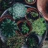 Atelier pédagogique autour du jardinage à Béziers votre jardinerie de proximité vous propose des ateliers  créatif individuel ou en groupe , réalisation de composition
Natura -Béziers
