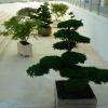 Arbres "a nuages"