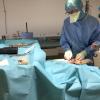 CES d'orthopédie animale. Chirurgie d'une TPLO