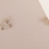 Plafond qui moisir car les tuyaux non isolés condensent dans le plafond 