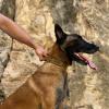 Collier K9 Tactic