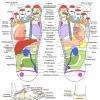 PLANCHE DE REFLEXOLOGIE PLANTAIRE
