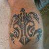 tortue maorie