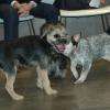 Chiot party 