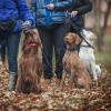KNID Education – Educateur et comportementaliste canin - Sainte-Geneviève-des-Bois et ses alentours