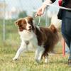 KNID Education – Educateur et comportementaliste canin - Sainte-Geneviève-des-Bois et ses alentours