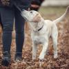 KNID Education – Educateur et comportementaliste canin - Sainte-Geneviève-des-Bois et ses alentours