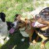 cours canin