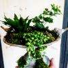 Composition de plante dans une fontaine