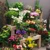Le coin fleurs 