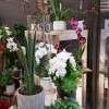 Vitrine