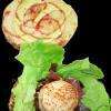 Le Gourmand