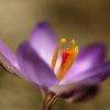 LE CROCUS
