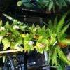BOUQUETS