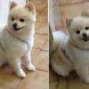 Wilou