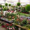 Les plantes d'intérieur