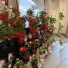 Vente de plantes d'intérieur et d'extérieur, fleuriste l'Evidence à Etampes (91)