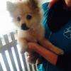 Loco, bébé Spitz Allemand pour son premier toilettage à l'Ilot Chiens