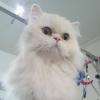 Bender, Chat Persan