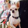 Joe, Chihuahua poil court