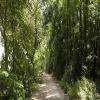 la forêt