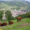 La Bresse c'est aussi les vaches !