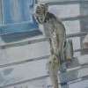 Omer le singe de Lolo