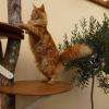 La Caresse du Chat pension féline