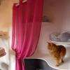 La Caresse du Chat pension féline