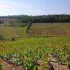 Une vue des vignes du Chablisien à FLEYS.