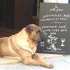 Un caviste qui a du " chien " !