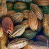 Les cabosses