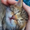 Les caresses