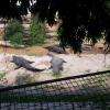 Crocodiles