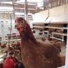 Elevage de poules et poulets en Agriculture Biologique, La Ferme Biologique du Grand Bois à Chassignolles (36)