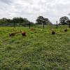 De grands espaces pour un élevage de poulets bio, La Ferme Biologique du Grand Bois à Chassignolles (36)