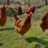 Elevage de poulets fermiers Bio en plein air à Chassignoles (36), Ferme Bio du Grand Bois
