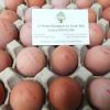 Vente directe à la ferme d'oeufs frais Bio à Chassignolles (36), Ferme Bio du Grand Bois
