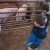 Ferme pédagogique avec visite guidée pour les enfants, de la ferme de Brul'han à Cellé (41), 