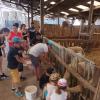 Visite guidée pour la découverte de la Ferme de Brul'han, par les enfants, à Cellé (41)