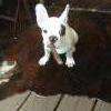 Notre mascotte...Lizy nous aide à allumer nos planches...!