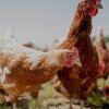 Elevage et vente de volailles de Loué à la Ferme les Alyzés, Vallon sur Géé (72540)