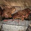 Viande de boeuf à griller, la Ferme les Alyzés à Vallon sur Gée (72540)