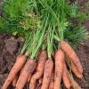 Carottes, vente directe à la ferme à Vineuil, près de Blois (41) - Maison Marchand