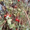 Tomates cerises, vente directe à la ferme à Vineuil, près de Blois (41) - Maison Marchand