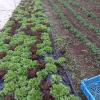 Salades vertes, vente directe à la ferme à Vineuil, près de Blois (41) - Maison Marchand