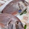 Dorades, La Marée Montalbanaise, Poissonnerie Traiteur à Montauban (82000), Tarn et Garonne (82)