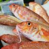 Rougets, La Marée Montalbanaise, Poissonnerie Traiteur à Montauban (82000), Tarn et Garonne (82)
