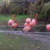 Flamants roses