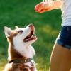 La meute d’Onyx – Educateur et comportementaliste canin - Yvelines